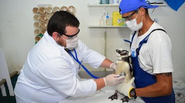Pinguins reabilitados são soltos em Ubatuba - Divulgação/Instituto Argonauta