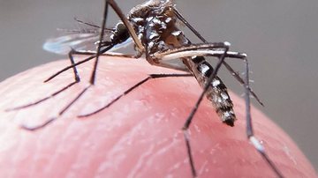 Aedes aegypti transmite febre amarela - JCN